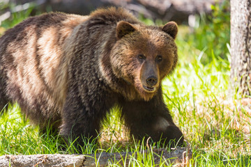 Obraz na płótnie Canvas Grizzly Bear (Ursus arctos horribilis)