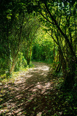promenade en forêt