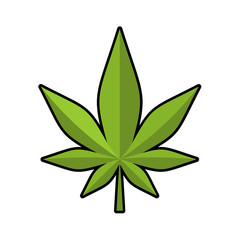 Leaf marijuana. Green cannabis. leaflet ganja. narcotic plants