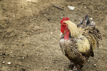 Brown decorative rooster with red comb on natural background. 2017 year of the rooster.