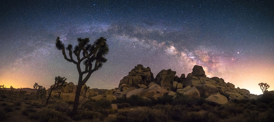 Lonely Tree