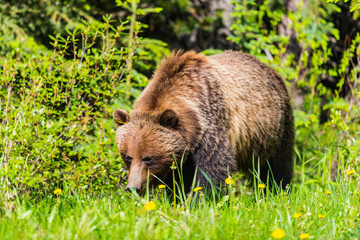  Grizzly Bear (Ursus arctos horribilis)