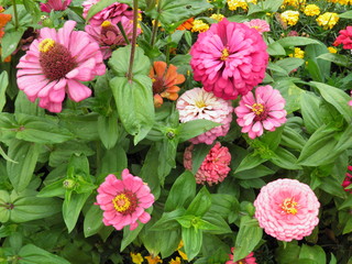 Fantastyczne kwiaty w ogrodzie