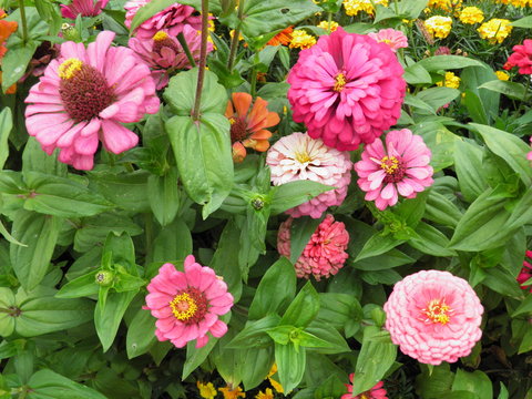 Fototapeta Fantastyczne kwiaty w ogrodzie