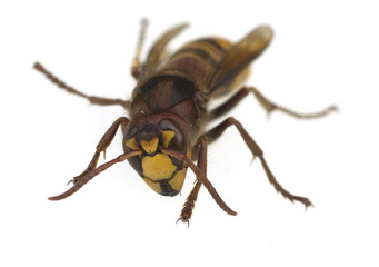 Hornisse; Vespa, crabro; Faltenwespe