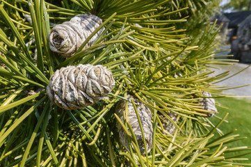 Japanese umbrella-pine in spring