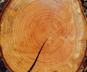 Naklejka premium Jahresringe; Baumscheibe; Fichte