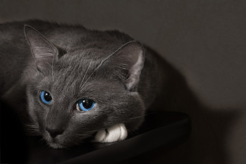 gray cat with beautiful blue eyes