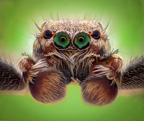 Extreme magnification - Jumping spider portrait, front view