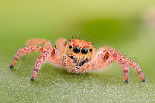 Extreme magnification - Yellow jumping spider on a leaf
