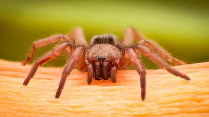 Extreme magnification - Brown spider on a branch
