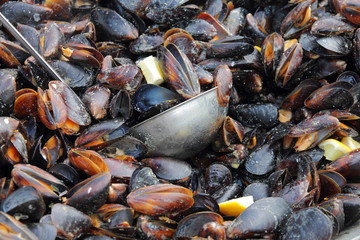 cooked mussels