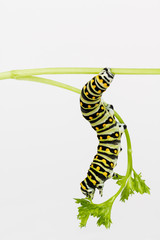 Naklejka premium Swallowtail larvae stretching to eat parsley