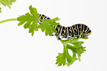 Black Swallowtail butterfly larva on parsley