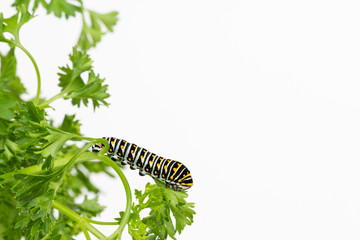 Swallowtail Butterfly larva resting on parsley