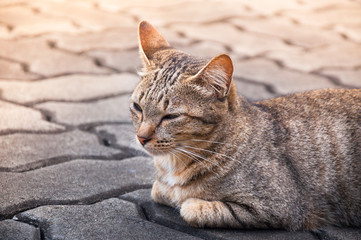 Sleepy tabby cat  on the floor ,brown Cute cat, cat lying, playful cat relaxing vacation, vertical format, selective focus