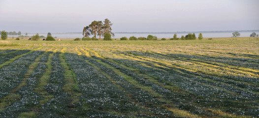 Sianokosy w porannych mgłach © jadwiga.koniecko