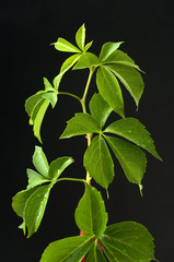 Weinblaetter, Parthenocissus, quinquefolia