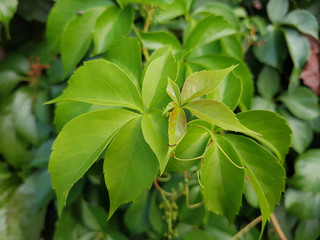 Weinblaetter, Parthenocissus, quinquefolia