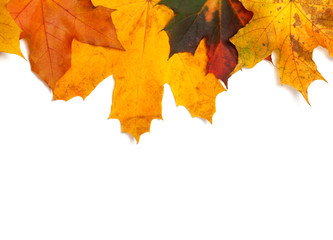 Autumn multicolor maple-leafs