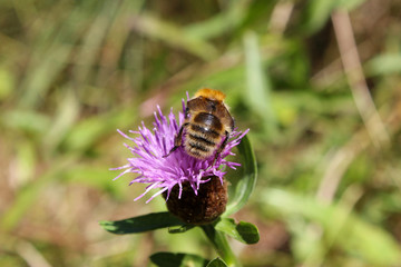 Abejorro (Bombus) succionando nectar