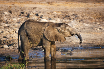 Fototapeta premium Elephant cub drinking water in the Chobe River, Chobe National Park, in Botswana, Africa