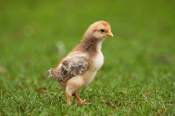 young chicken on the grass 2