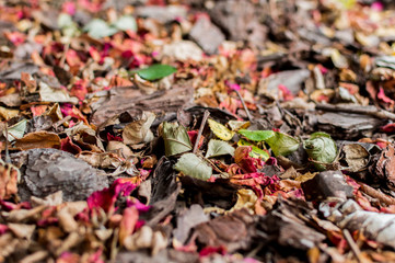 Autumn leaves with different colors background