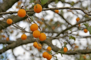 plums on branches of a tree