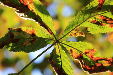 Feuille en automne..