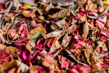 Autumn leaves with different colors background