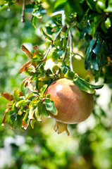 Ripe pomegranate hanging on a branch in leaves