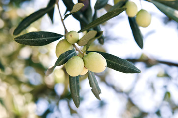 Unripe olives on a branch