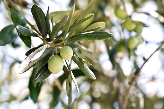 Green olives on a branch