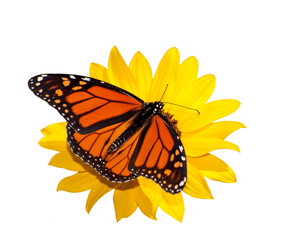 Dorsal view of a male Monarch butterfly feeding on a wild sunflower; isolated on white