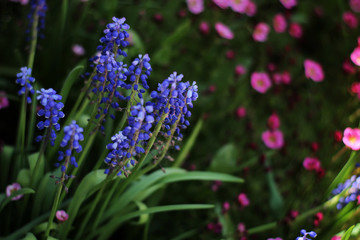 Fototapeta premium Soft and blur conception.Beautiful pink and blue flowers small size blooming in the garden close up on the background of green grass and leaves with sun light in the middle