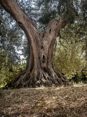 Fototapeta na wymiar the centenary olive tree