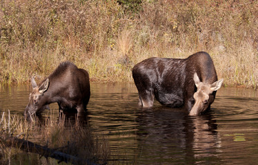 Cow moose and calf grazing in a pond in Algonquin Park, Canada