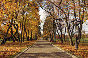 Alley in patk  covered with yellow leaves