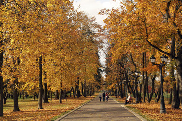   Walking in the city park  covered with yellow leaves