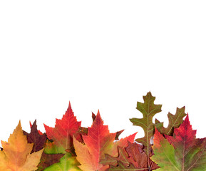 Bright autumn leaves isolated on white background