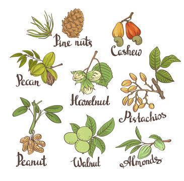 Vector set of hand sketched nuts on white background with leaves  in hand drawn style: hazelnut, almonds, peanuts, walnut, cashew, pine nut, pistachios, pecan. Botanical vector illustration.