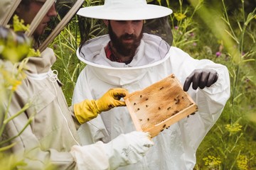 Beekeepers holding and examining beehive 