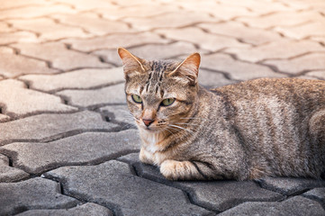 beautiful cat with eyes looking ,brown Cute cat, cat lying, playful cat relaxing vacation