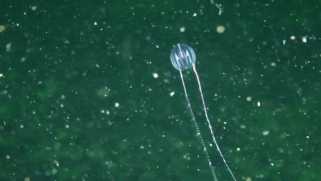 Comb jelly Pleurobrachia expands and then collapses its trapping tentacles.
