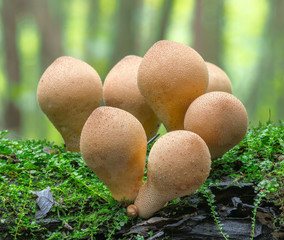 Group of puffball mushrooms (Genus Lycoperdon) in autumn forest