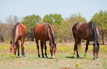 Thee shiny bay horses grazing in summer pasture