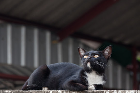 Black Cat Sit Crouched Looking Top View On The Concrete Wall ,selective Focus