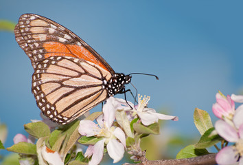 Beautiful Monarch butterfly feeding on an apple blossom, a sign of spring