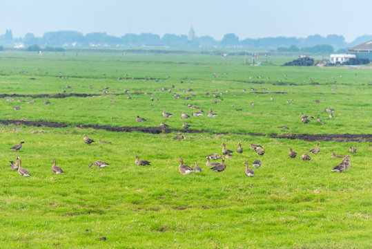 Lots of wild geese searching food on the meadow